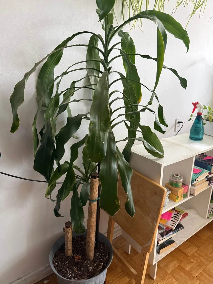 Large indoor plants for sale - photo 3