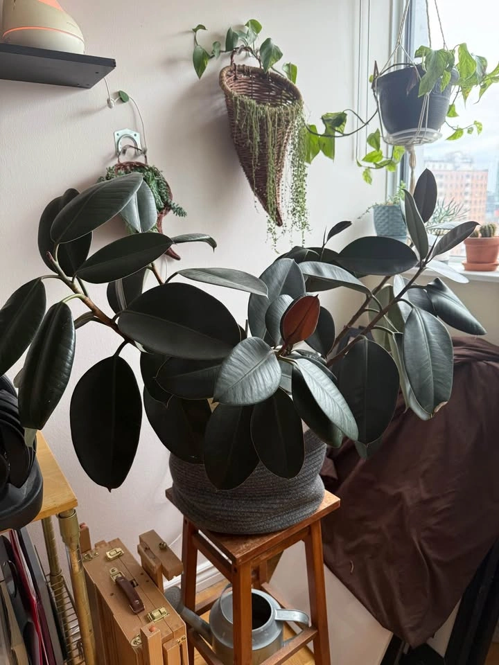 Large indoor plants for sale - photo 4