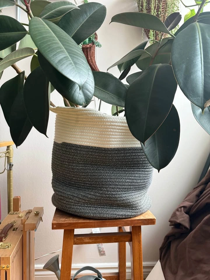 Large indoor plants for sale - photo 5