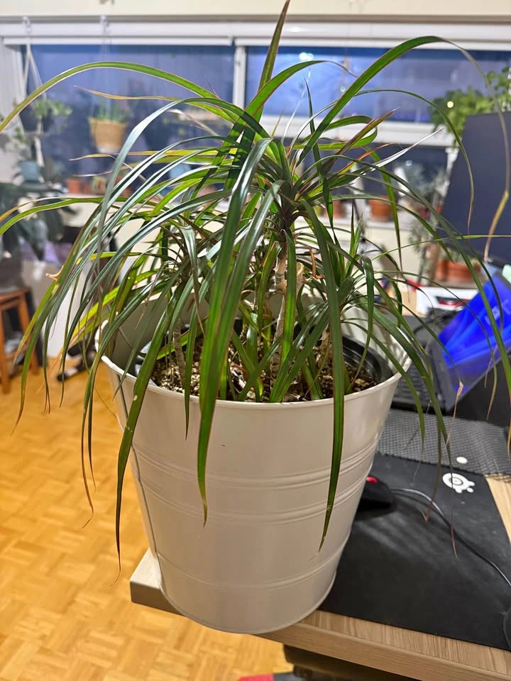Indoor plants for sale