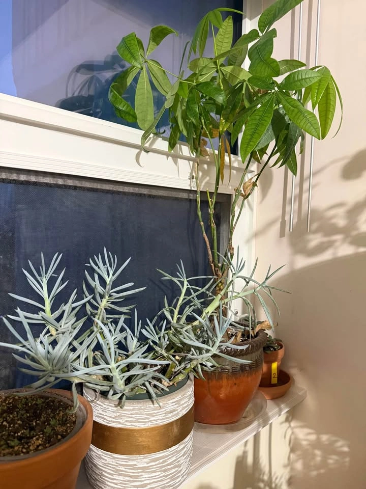 Indoor plants for sale - photo 2