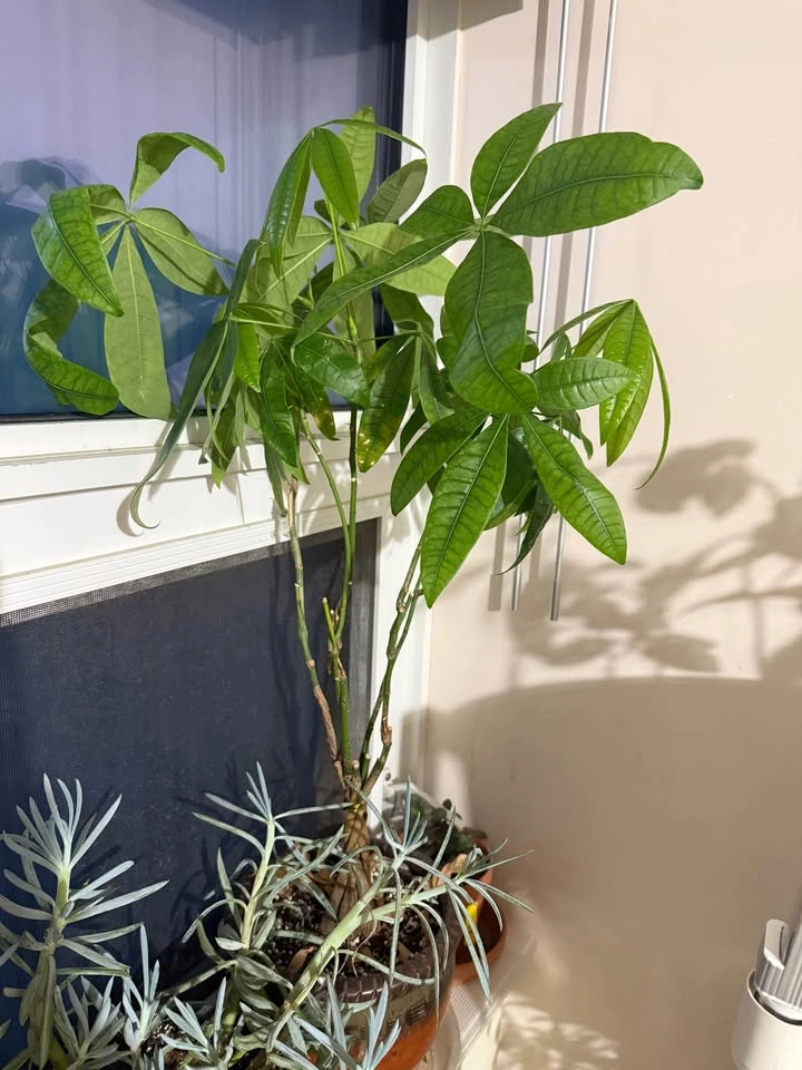 Indoor plants for sale - photo 3
