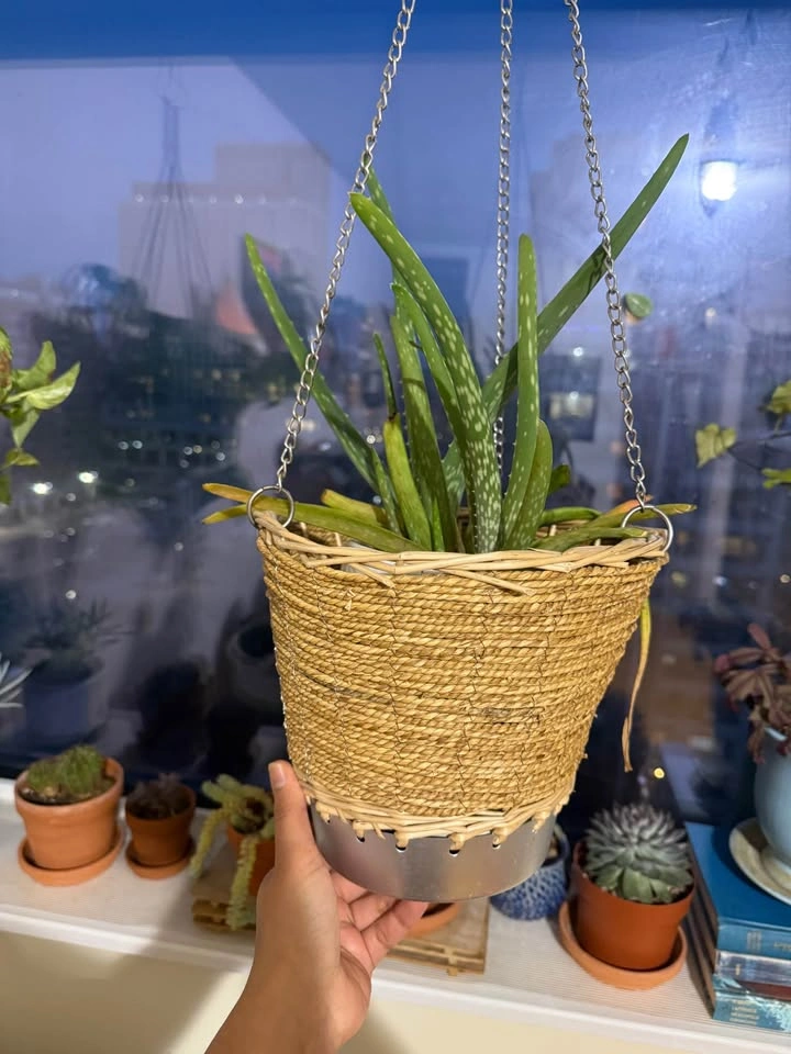 Indoor plants for sale - photo 4