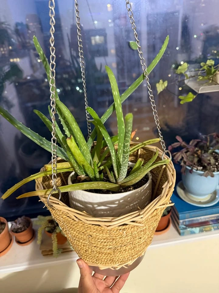Indoor plants for sale - photo 5