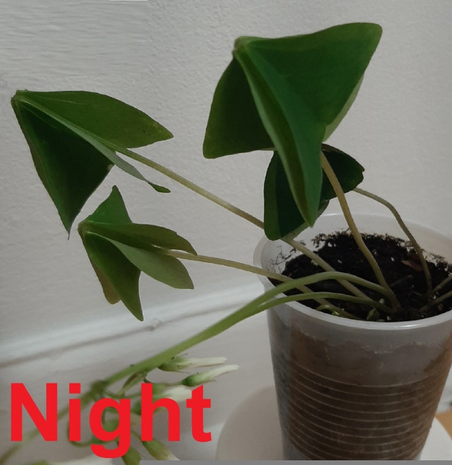 Green Oxalis Triangularis Shamrock Plant (Indoor/Outdoor) - photo 2