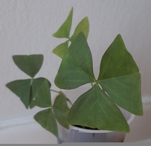 Green Oxalis Triangularis Shamrock Plant (Indoor/Outdoor) - photo 3
