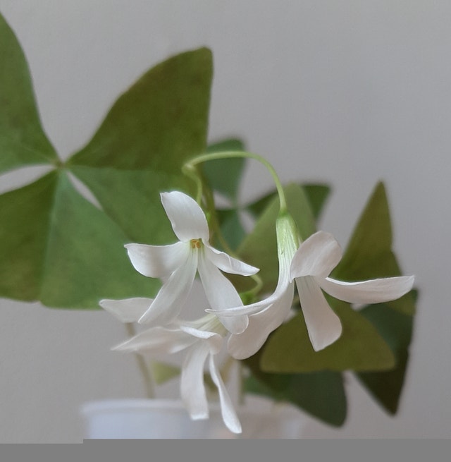 Green Oxalis Triangularis Shamrock Plant (Indoor/Outdoor) - photo 5