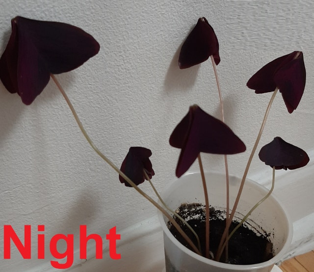Purple Oxalis Triangularis Shamrock Plant - photo 2