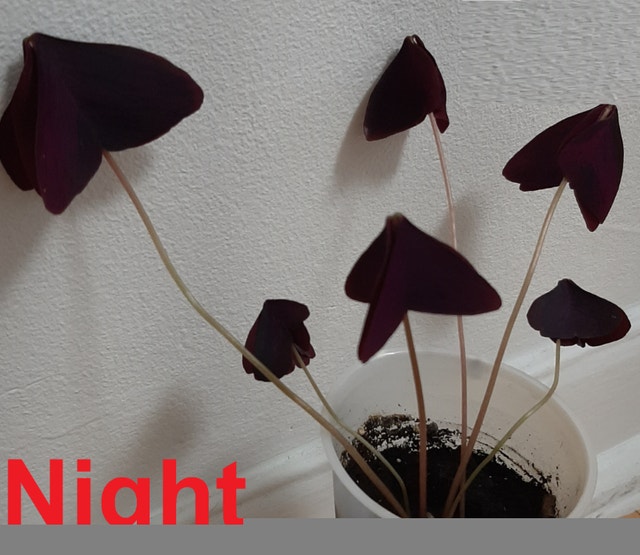 Purple Oxalis Triangularis Shamrock Plant - photo 2