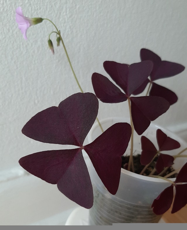 Purple Oxalis Triangularis Shamrock Plant - photo 4