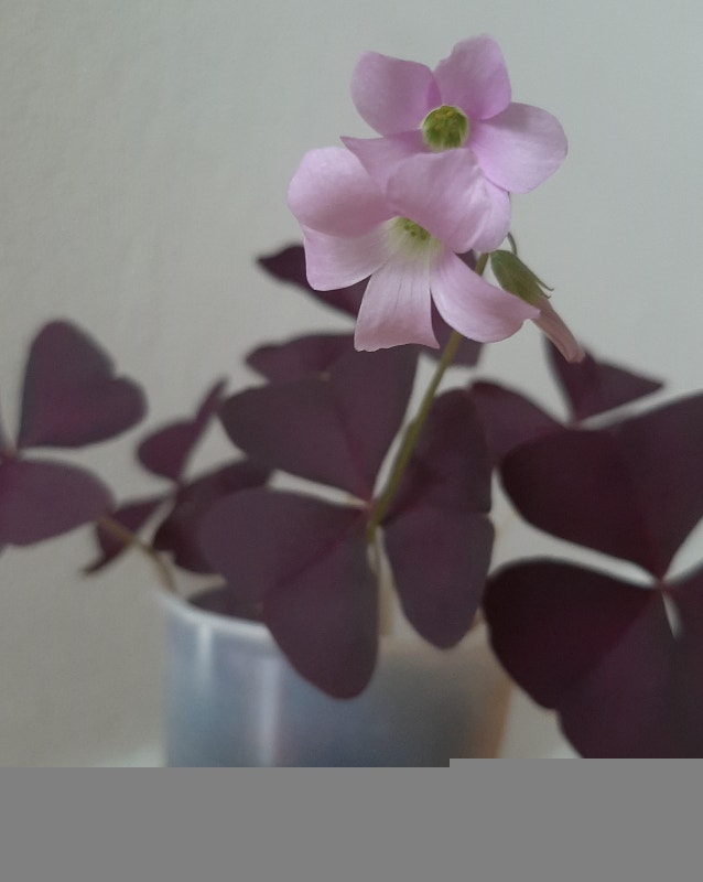 Purple Oxalis Triangularis Shamrock Plant - photo 5