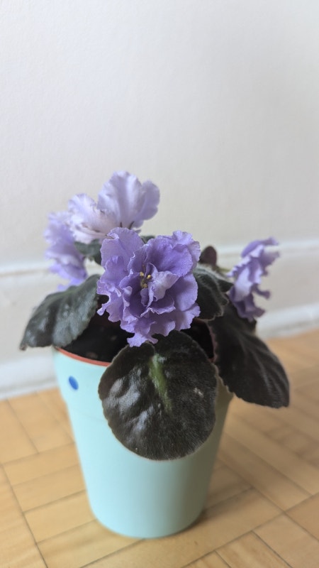 Rare African Violets EK- Morskoi Volk