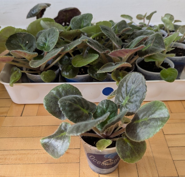 Rare African Violets EK- Morskoi Volk - photo 2
