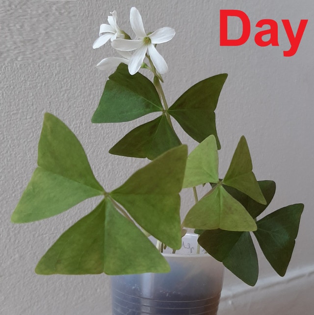 Green Oxalis Triangularis Shamrock Plant (Indoor/Outdoor)