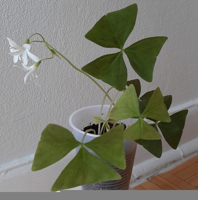 Green Oxalis Triangularis Shamrock Plant (Indoor/Outdoor) - photo 5