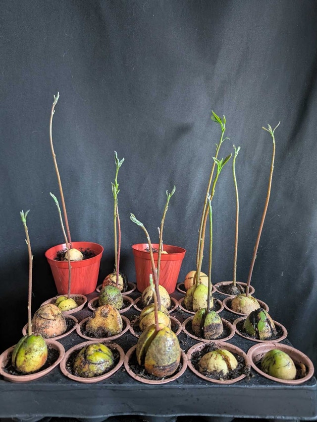20 Avocado Bonsai Starter Kit Plants