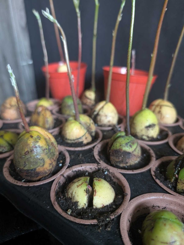 20 Avocado Bonsai Starter Kit Plants - photo 2