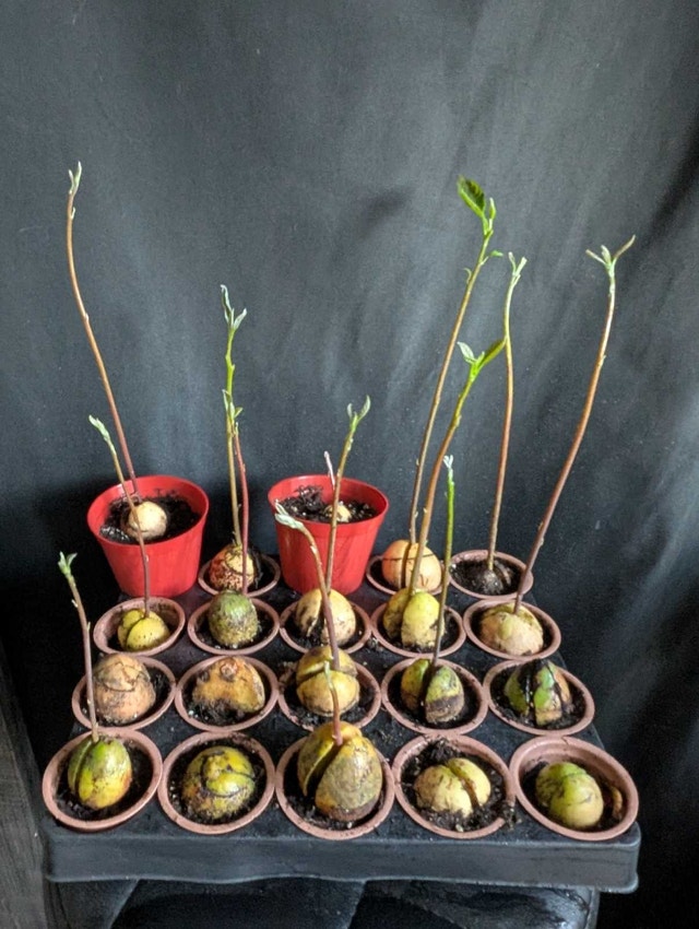 20 Avocado Bonsai Starter Kit Plants - photo 3