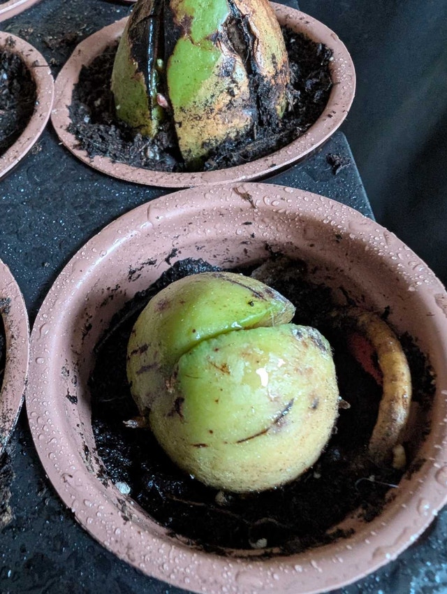 20 Avocado Bonsai Starter Kit Plants - photo 4