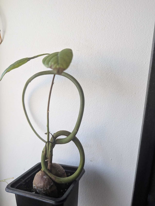 20 Avocado Bonsai Starter Kit Plants - photo 5