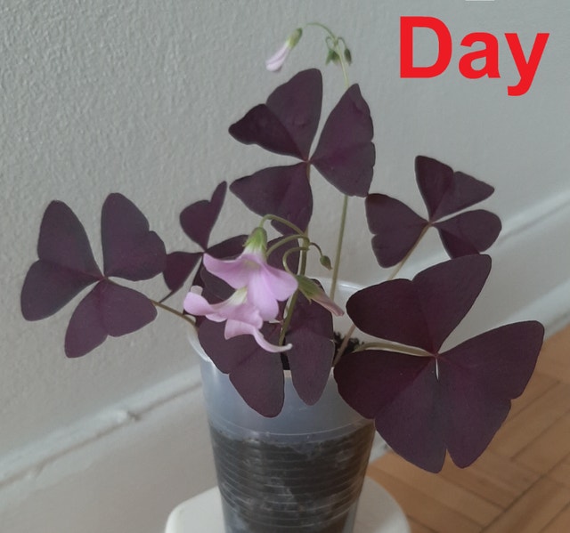 Purple Oxalis Triangularis Shamrock Plant
