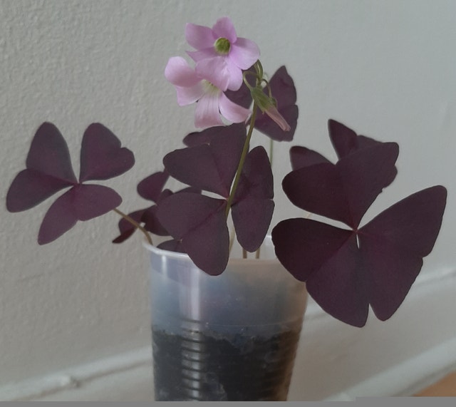 Purple Oxalis Triangularis Shamrock Plant - photo 3