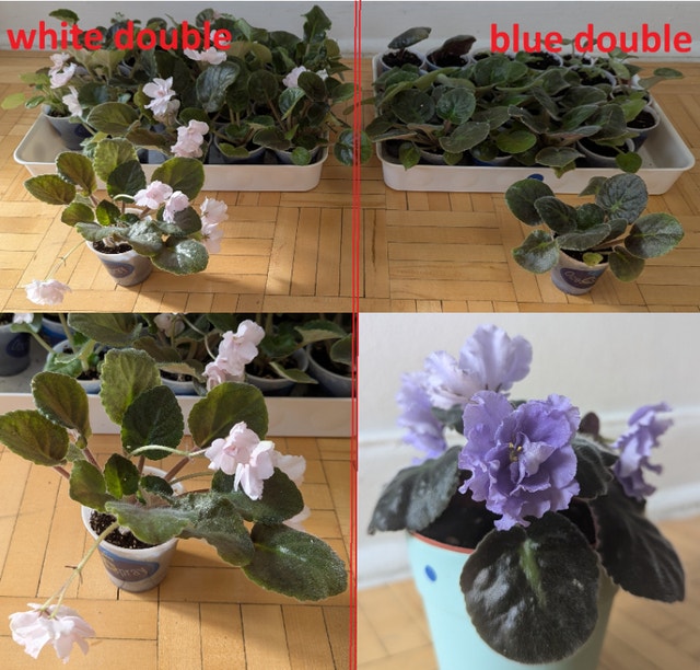 Rare African Violets bloom blue double flower "EK- Morskoi Volk" - photo 3