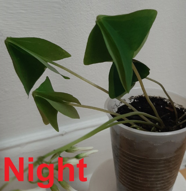 Green Oxalis Triangularis Shamrock Plant (Indoor/Outdoor) - photo 2