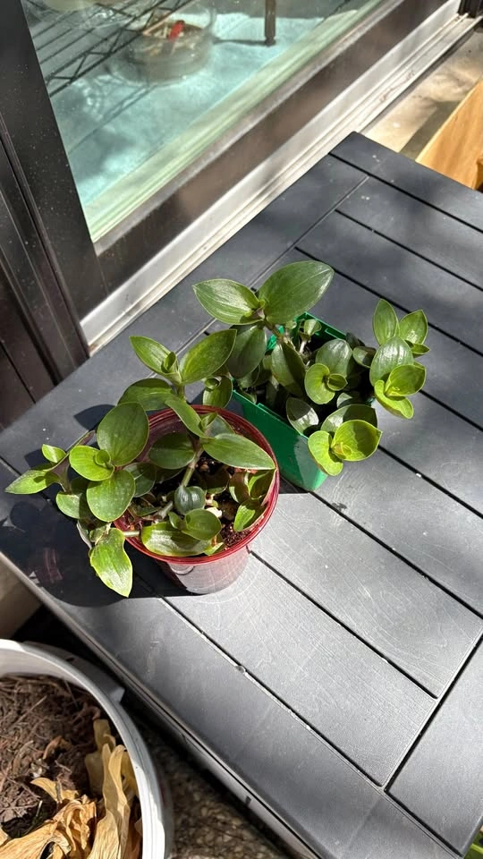Tradescantia Pallida Green - Home Grown Plants