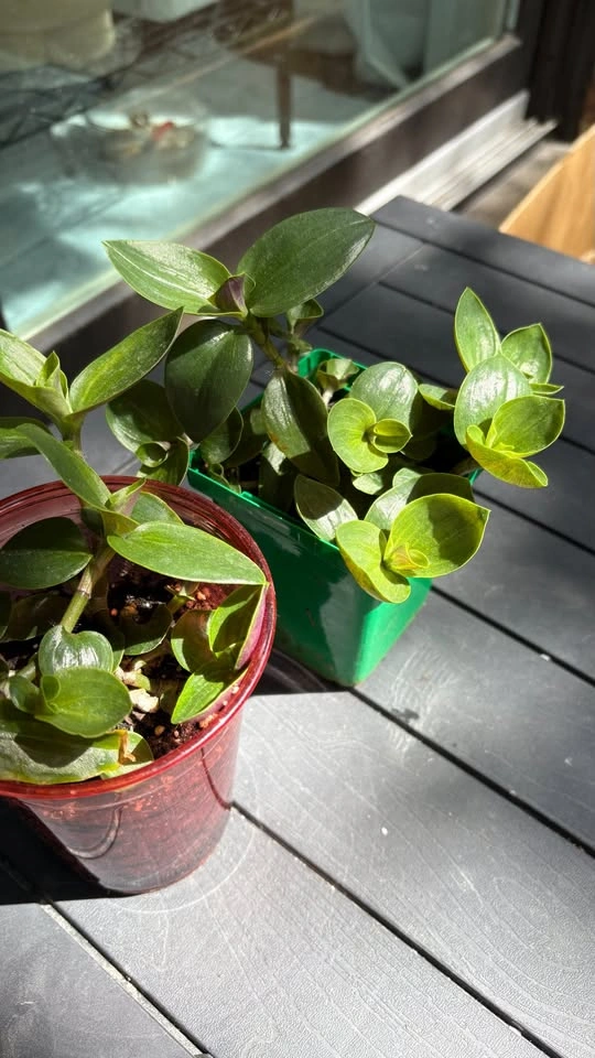 Tradescantia Pallida Green - Home Grown Plants - photo 2