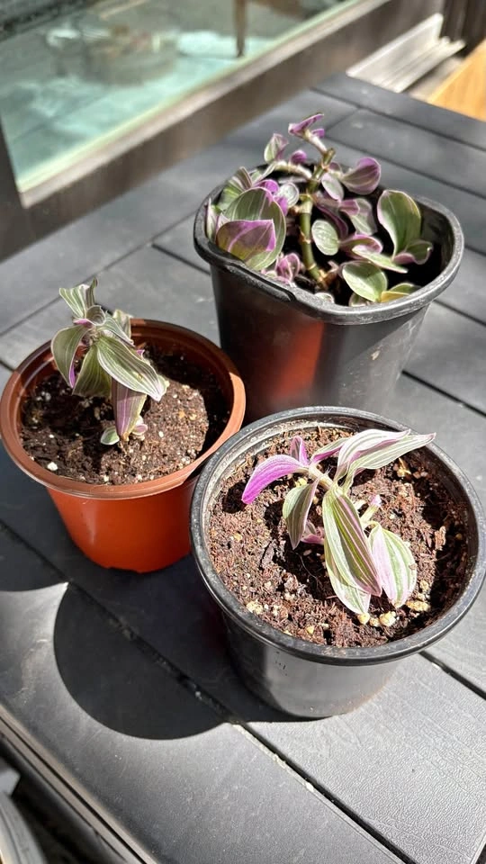 Tradescantia ‘Nanouk’ - Home Grown Plants