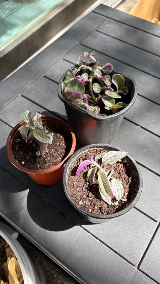 Tradescantia ‘Nanouk’ - Home Grown Plants - photo 2