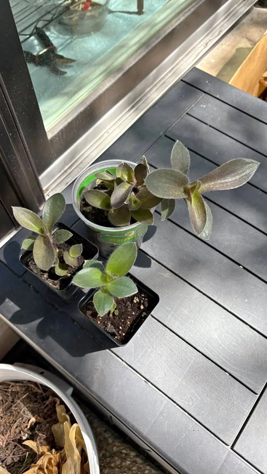 Tradescantia Sillamontana (Fuzzy Sp.) - Home Grown Plants