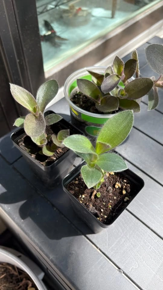 Tradescantia Sillamontana (Fuzzy Sp.) - Home Grown Plants - photo 2