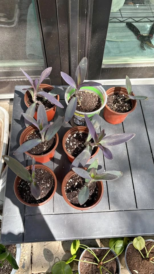Purple Heart Plant - Home Grown