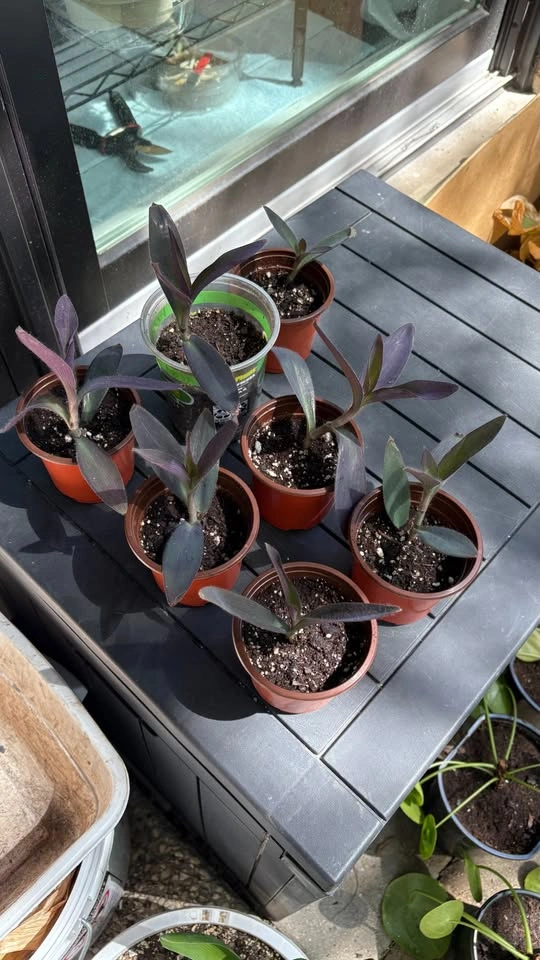 Purple Heart Plant - Home Grown - photo 2