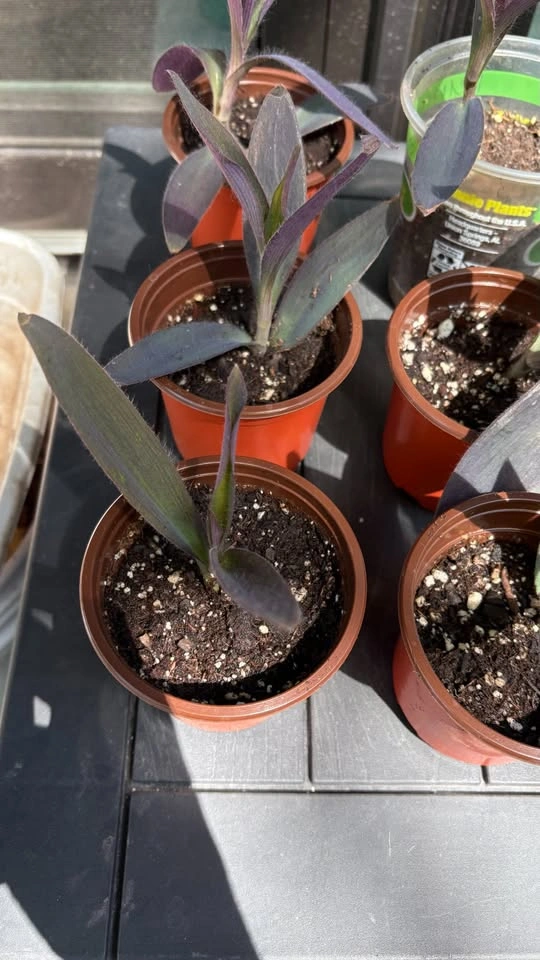 Purple Heart Plant - Home Grown - photo 3