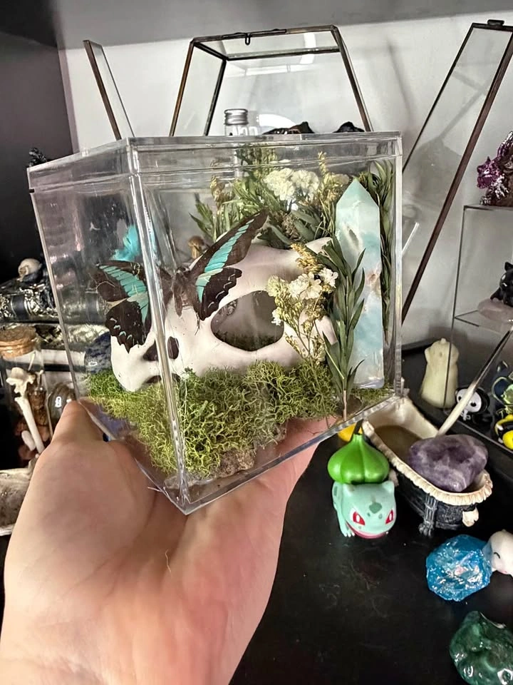 Cubone Skull Butterfly Terrarium