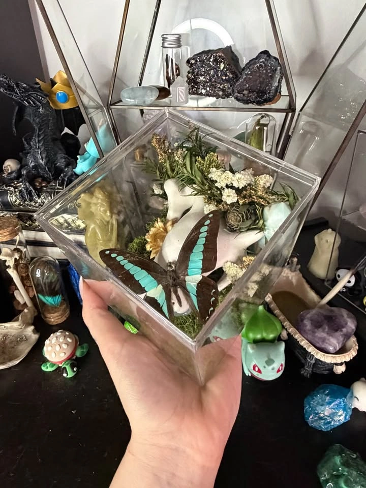 Cubone Skull Butterfly Terrarium - photo 2