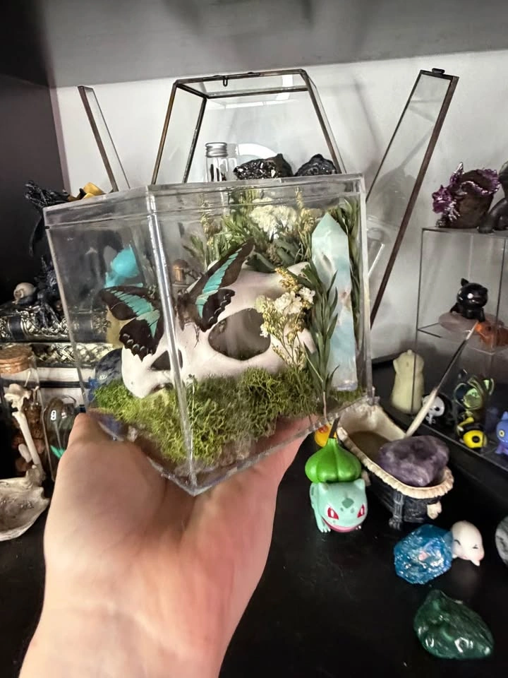Cubone Skull Butterfly Terrarium - photo 4