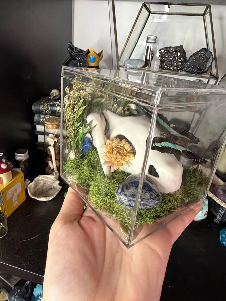 Cubone Skull Butterfly Terrarium - photo 5
