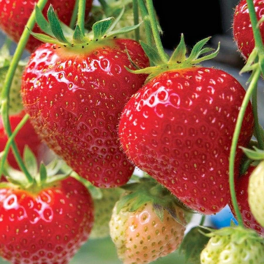 California Sweet Strawberry Plants