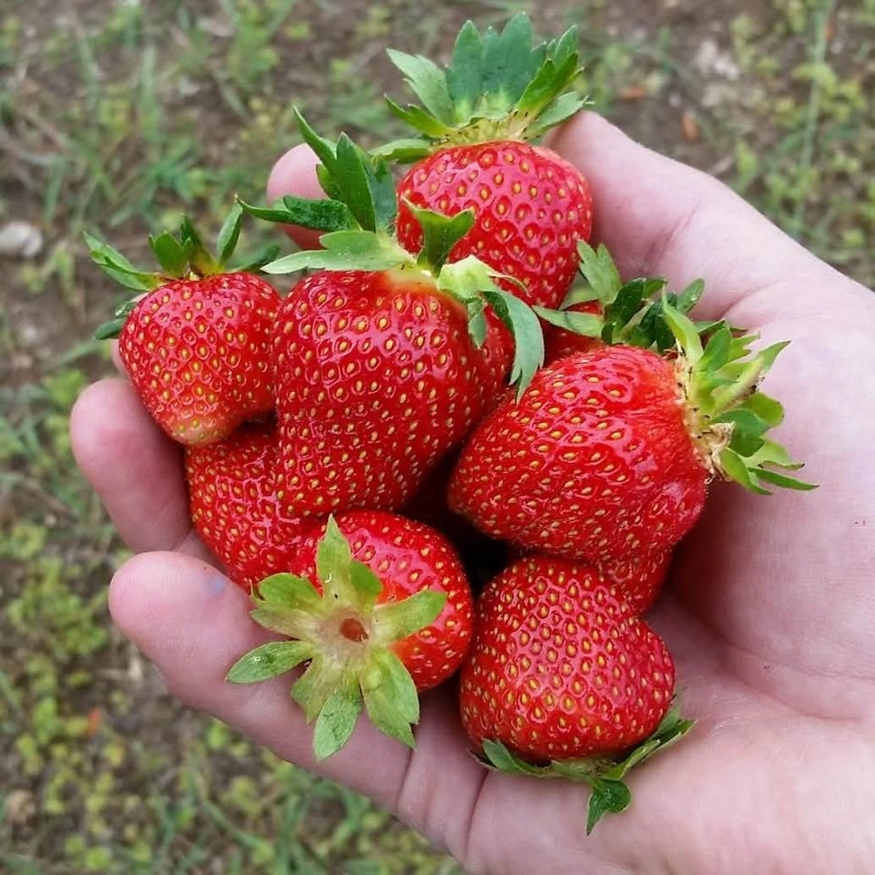 California Sweet Strawberry Plants - photo 2