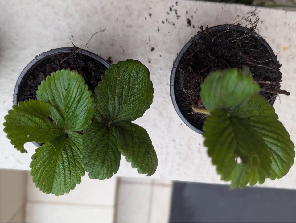 California Sweet Strawberry Plants - photo 3