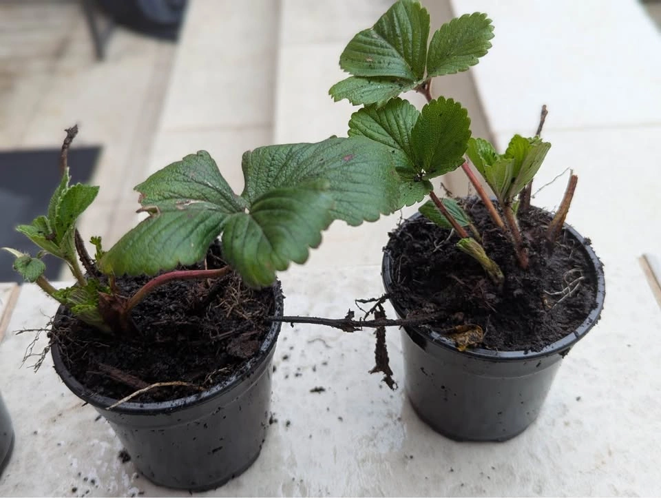 California Sweet Strawberry Plants - photo 4