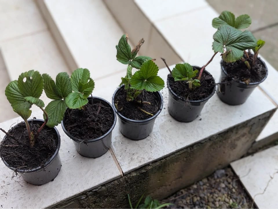 California Sweet Strawberry Plants - photo 5