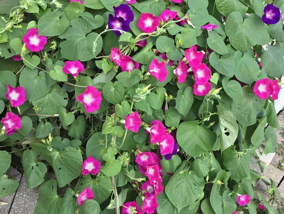 Morning glory seeds
