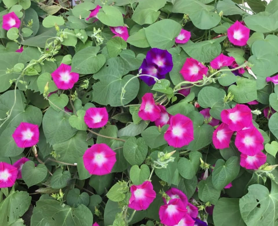 Morning glory seeds - photo 2