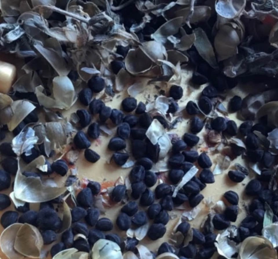 Morning glory seeds - photo 3