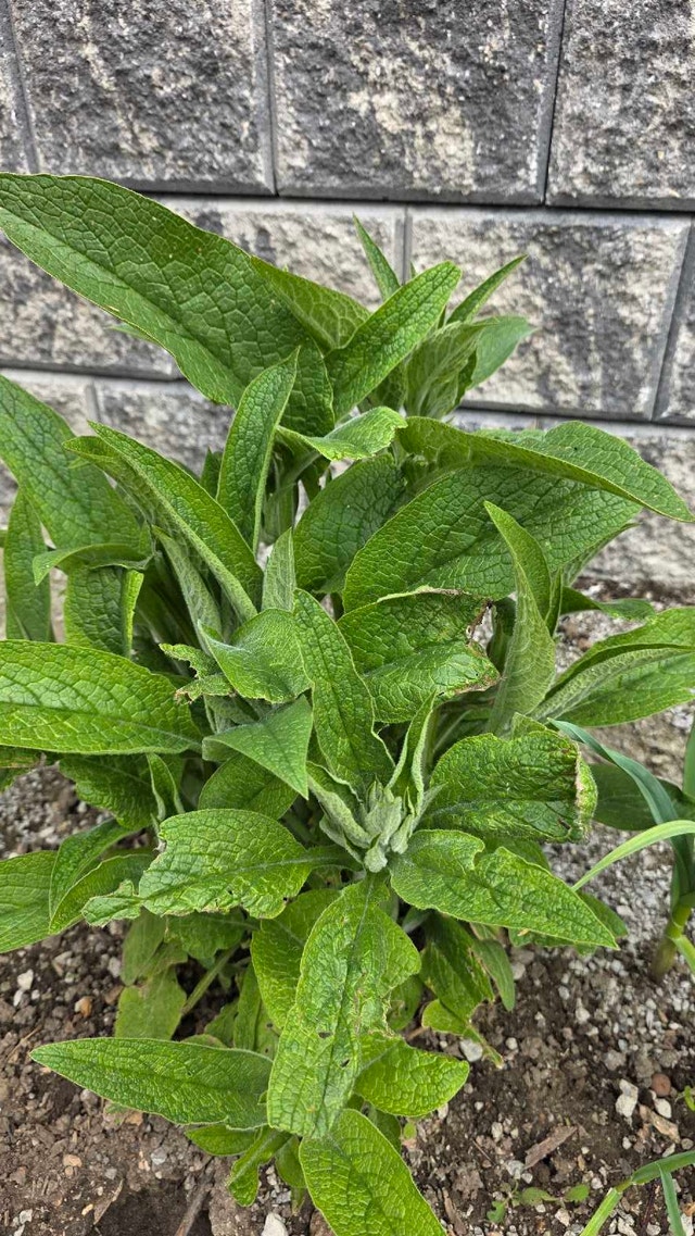 Comfrey plants